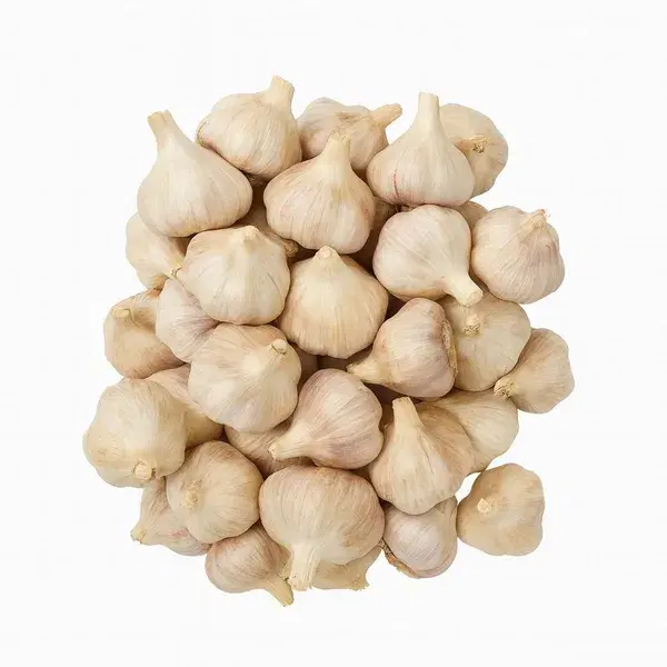 Garlic Fresh
